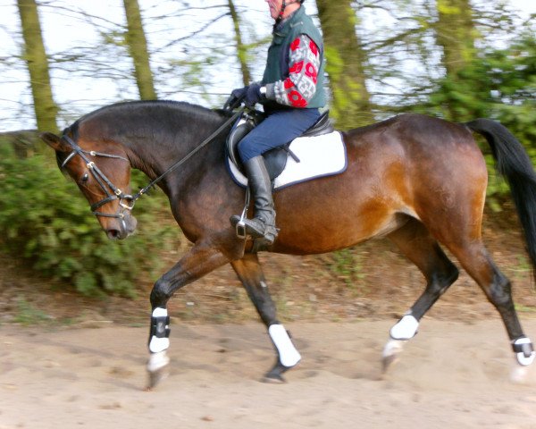 broodmare Bella Chiarina (Holsteiner, 1999, from Bouquet AA)