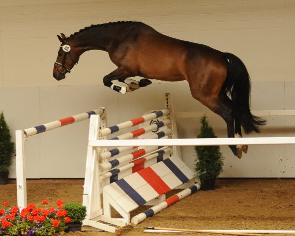 jumper Oranje (Oldenburg, 2011, from Olympic Fire 5)