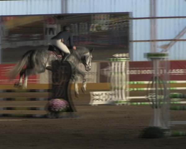 Reitturnier Pausin 2019