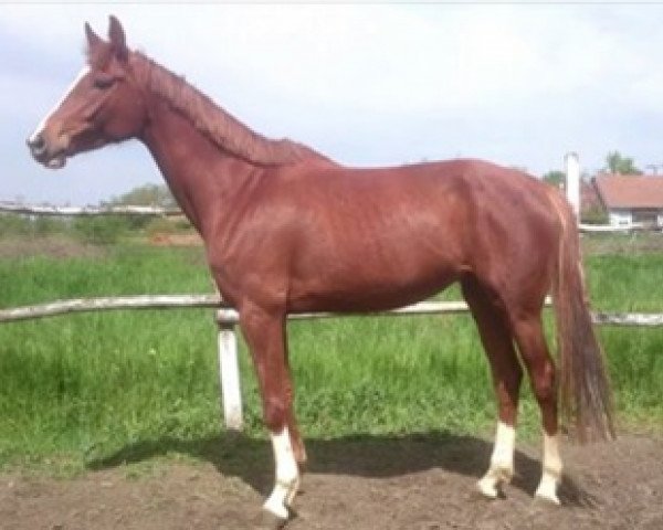 Zuchtstute My Colt Krakatau (Kisberer-Felver, 2010, von My Colt xx)