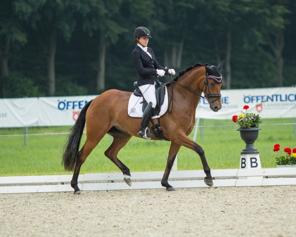 dressage horse Bente L (Hanoverian, 2011, from Bonifatius)
