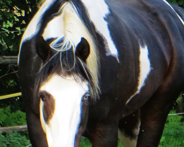 Deckhengst Tl Cats Avenger (Paint Horse, 1990, von Cats Lad) Deckhengst Tl Cats Avenger (Paint Horse, 1990, von Cats Lad)