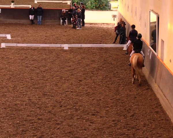 Reitturnier Dallgow 2019