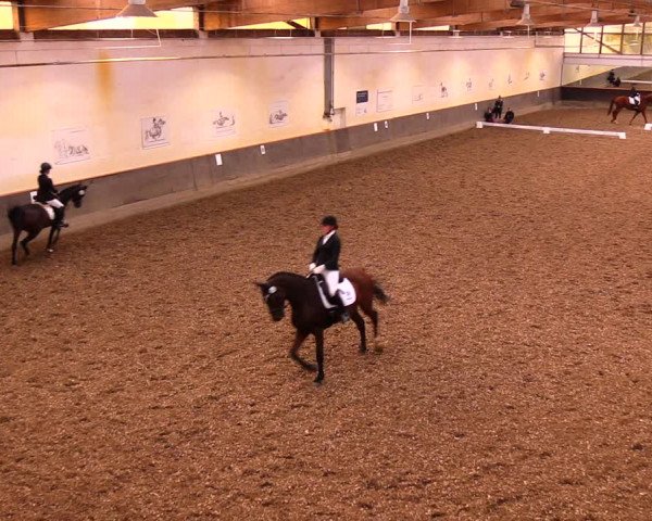 Reitturnier Dallgow 2019