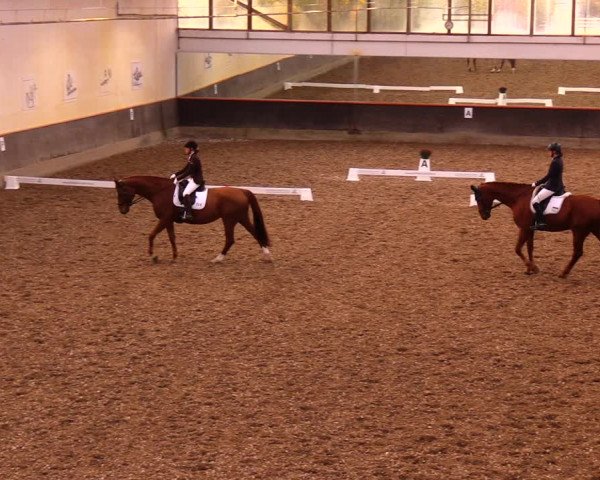 Reitturnier Dallgow 2019