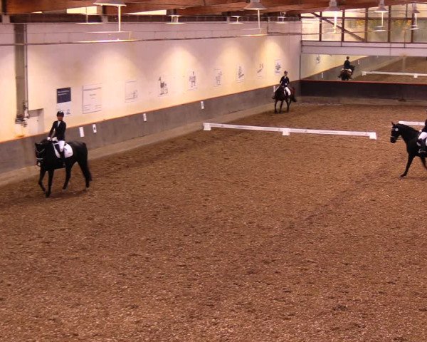Reitturnier Dallgow 2019