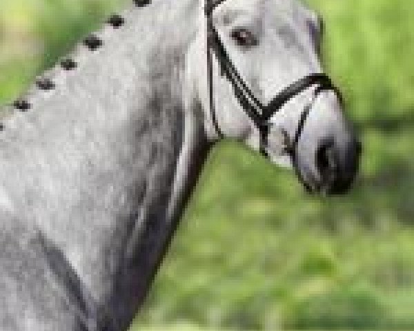 stallion Apocalipsis (Oldenburg show jumper,  , from All in One)
