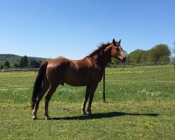 Dressurpferd Dust in the Wind (Hessisches Warmblut, 2001, von Donnerschlag)