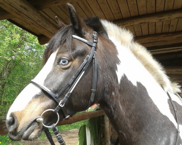 dressage horse Ajax 119 (Lewitzer, 2008, from Asterix vom Tollmoor)