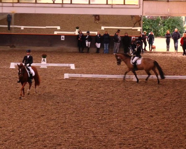 Reitturnier Dallgow 2019