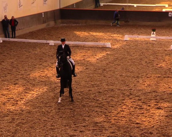 Reitturnier Dallgow 2019