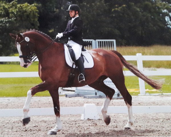 dressage horse Romus 5 (Hanoverian, 2009, from Rotspon)