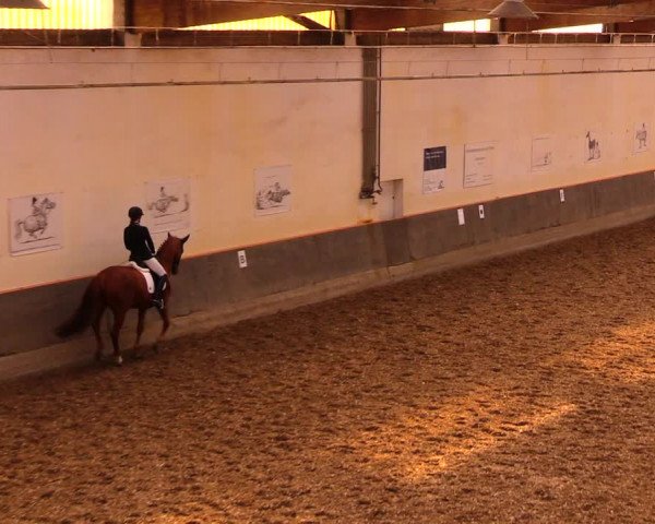 Reitturnier Dallgow 2019