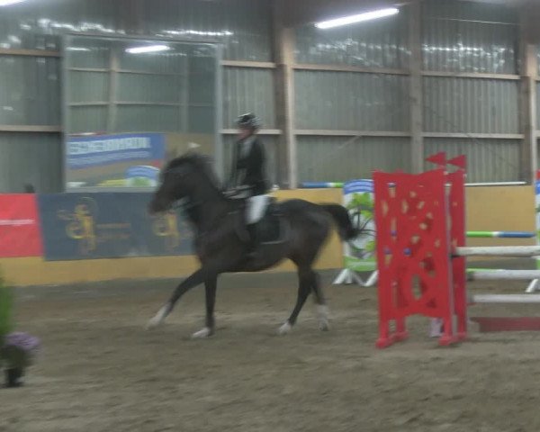 Reitturnier Pausin 2019