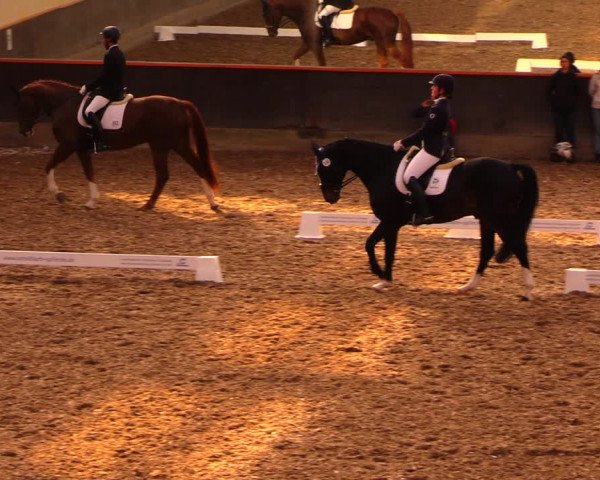Reitturnier Dallgow 2019