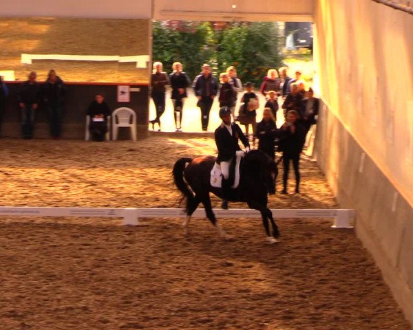 Reitturnier Dallgow 2019