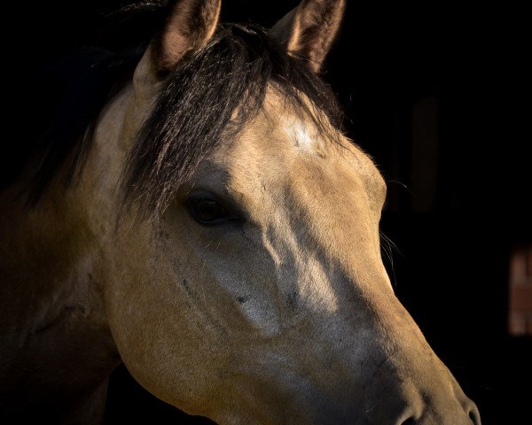 broodmare Cream della Cream VEC WE (German Riding Pony, 2013, from Caramel FH WE)