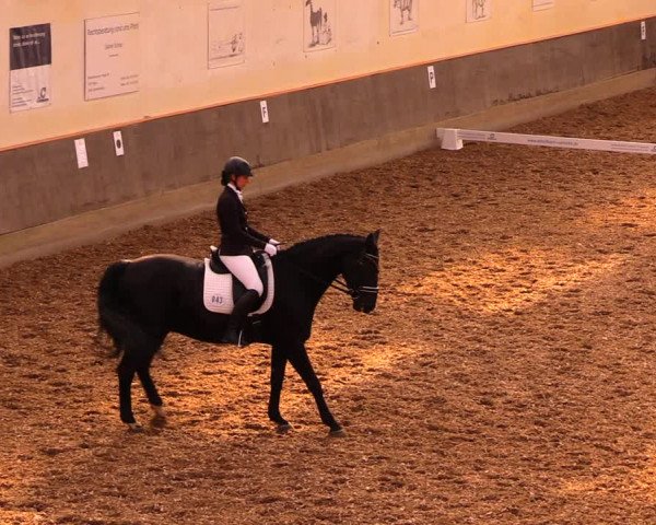 Reitturnier Dallgow 2019