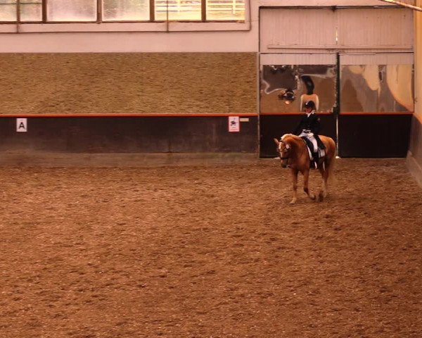 Reitturnier Dallgow 2019