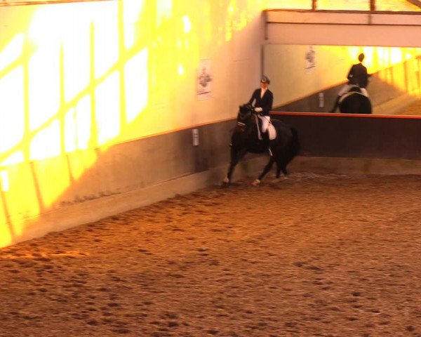 Reitturnier Dallgow 2019