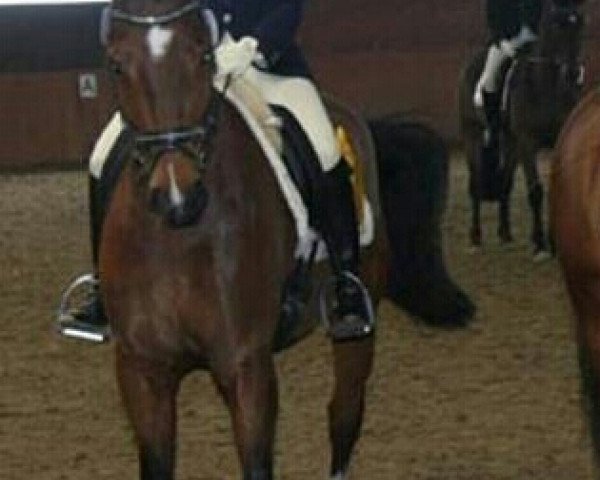 dressage horse Charly Brown 194 (Hanoverian, 2001, from Compliment)