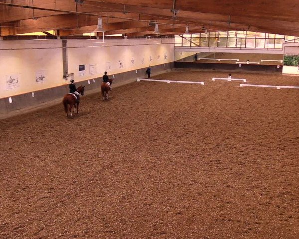 Reitturnier Dallgow 2019