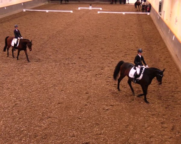 Reitturnier Dallgow 2019