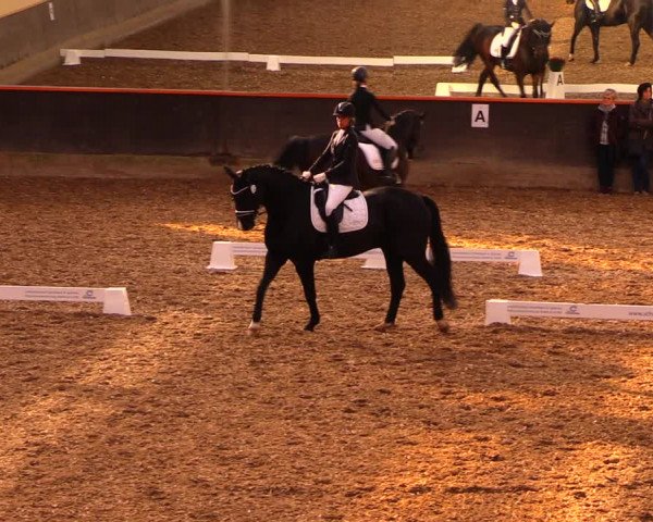 Reitturnier Dallgow 2019