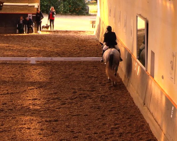 Reitturnier Dallgow 2019