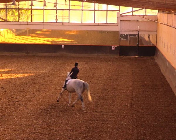 Reitturnier Dallgow 2019