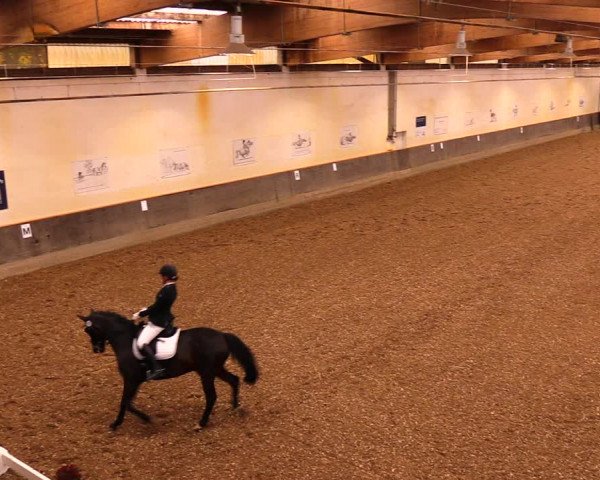 Reitturnier Dallgow 2019