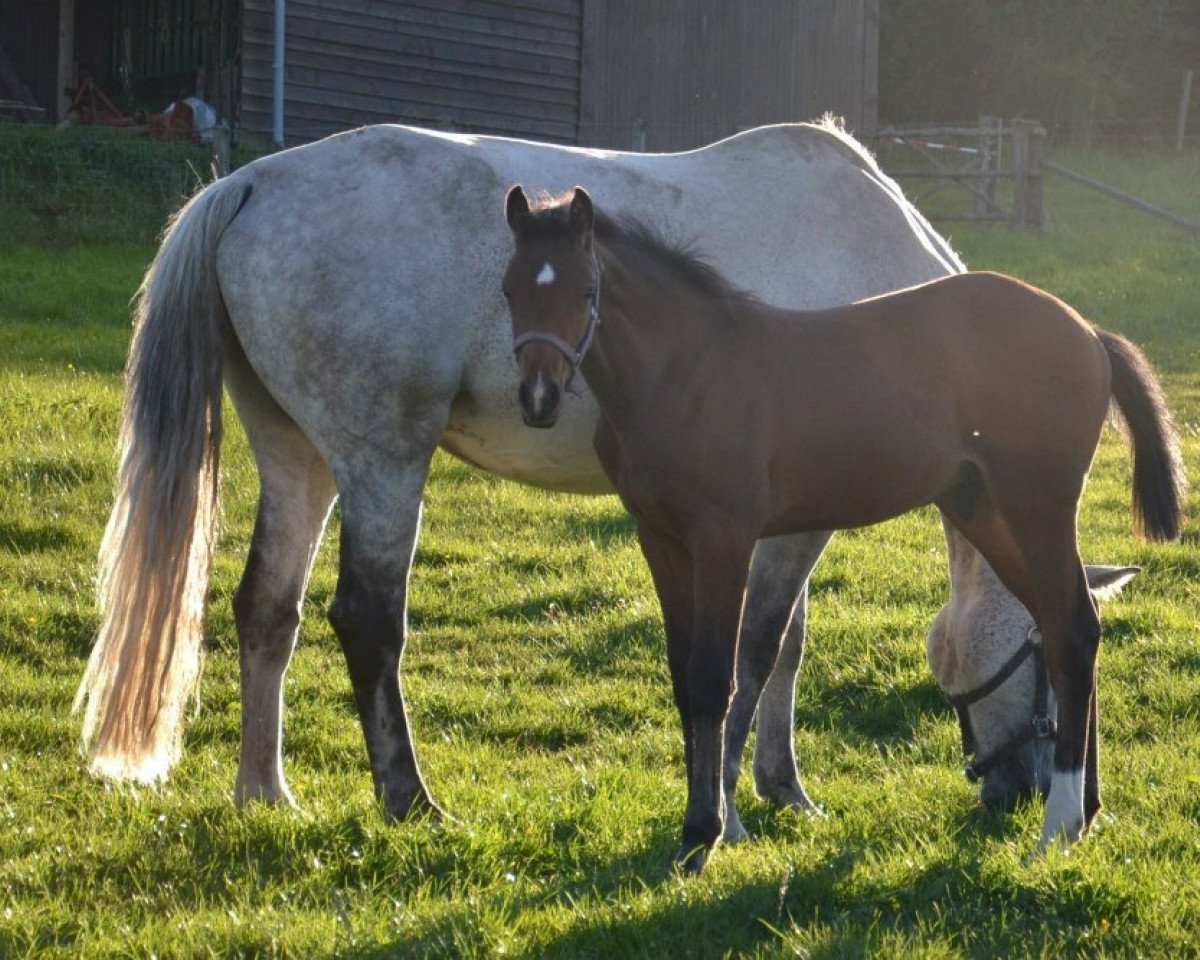 Caballo Carlsson vom Deich 3 (Holsteiner, 2012, de Caretino)