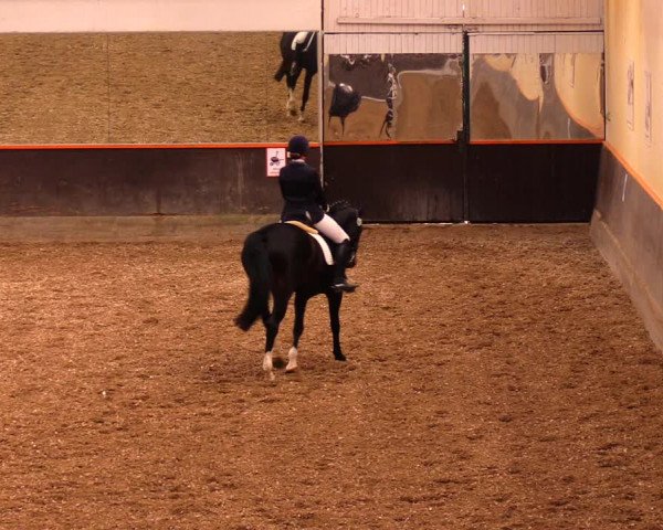 Reitturnier Dallgow 2019