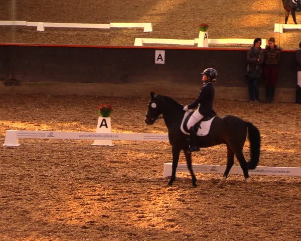 Reitturnier Dallgow 2019