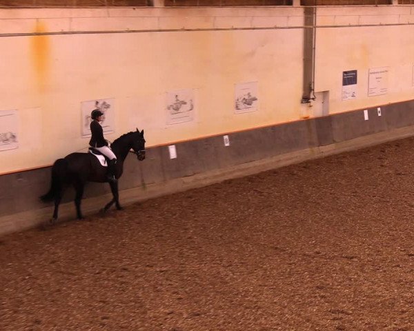 Reitturnier Dallgow 2019
