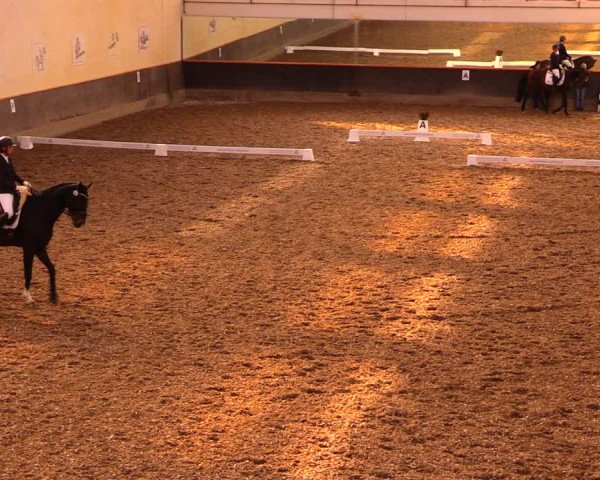 Reitturnier Dallgow 2019