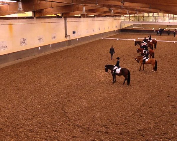 Reitturnier Dallgow 2019