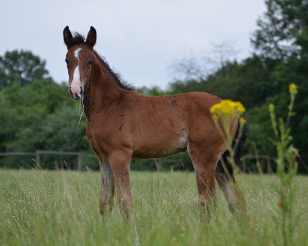 horse Kolvenfeld's Farbenfee (Westphalian, 2016, from Farbenspiel)