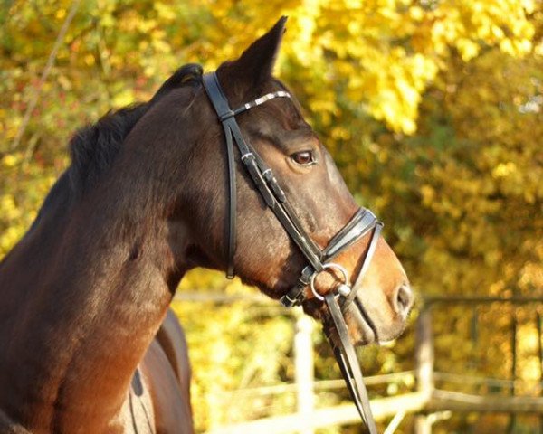 dressage horse Sommerhit 2 (Oldenburg, 2006, from Sandro Hit)