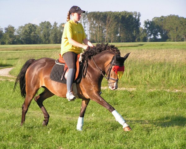 dressage horse Non Stop Merrylegs (German Riding Pony, 1998, from Seven Mountain Natan)