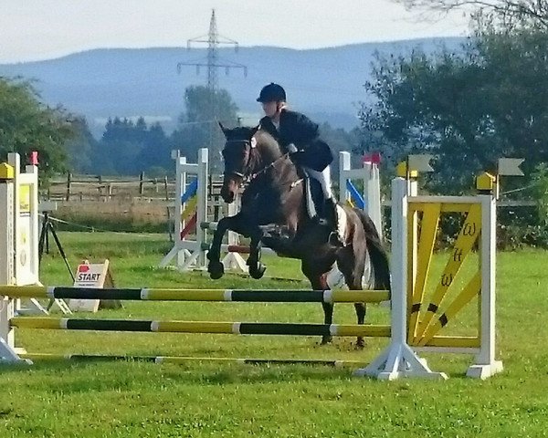 jumper Allice 5 (German Sport Horse, 1992, from Sambuco B)