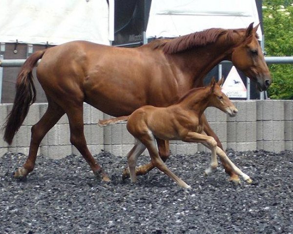 broodmare Rosenblüte (Württemberger, 1996, from Rainbow)