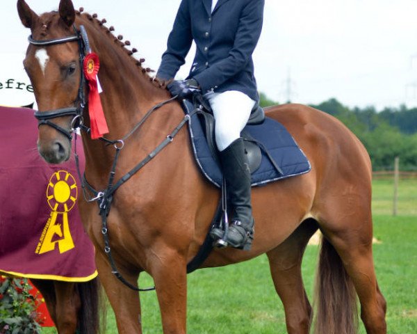 Springpferd Maddox 24 (Württemberger, 2008, von Meraldik)