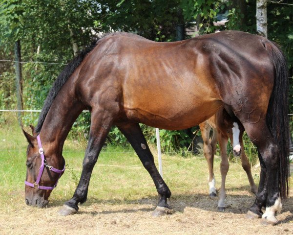 broodmare Ina (German Warmblood, 1997, from Ratero)