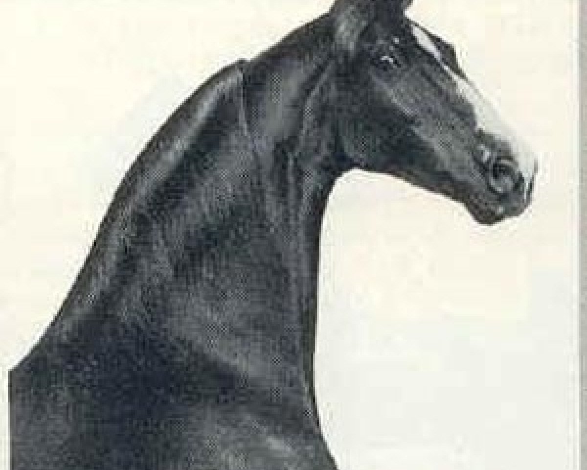 Stallone da monta Oman's Desdemona Denmark (American Saddlebred Horse, 1953, di Anacacho Denmark)