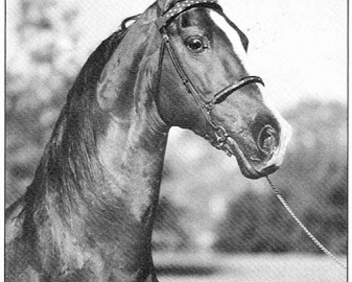 Stallone da monta Attache (American Saddlebred, 1972, di Chief of Greystone)