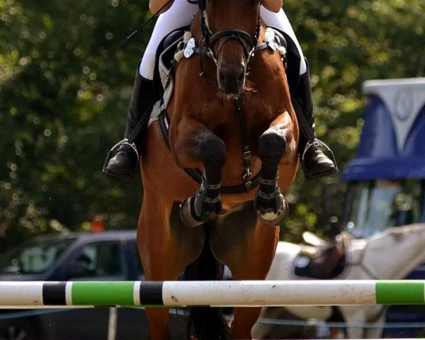 jumper Eddy 237 (Hanoverian, 2006, from Earl) jumper Eddy 237 (Hanoverian, 2006, from Earl)
