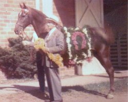 stallion Stonewall King (American Saddlebred Horse, 1920, from My King)