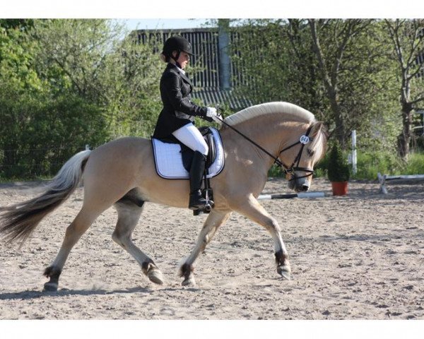 stallion Optimist Halsnæs (Fjord Horse, 2009, from Rånn N.2659)