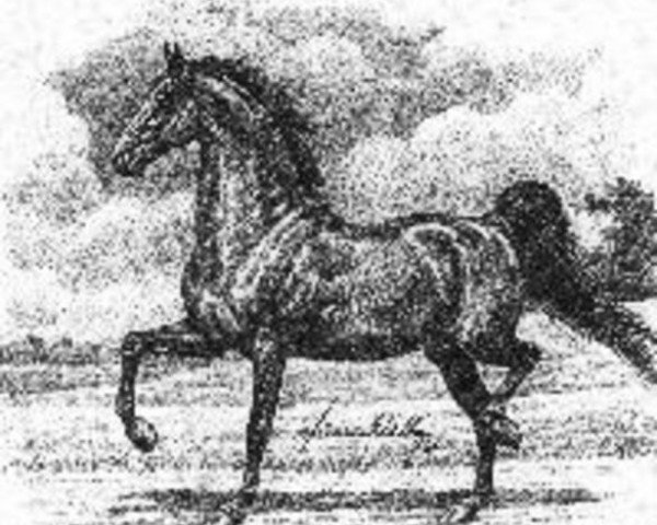 Deckhengst Harrison Chief (American Saddlebred Horse, 1872, von Clark Chief 89 (US)) Deckhengst Harrison Chief (American Saddlebred Horse, 1872, von Clark Chief 89 (US))